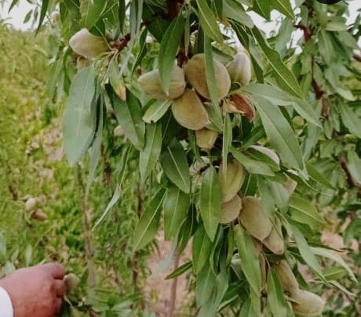 طبقه بندی بندی بذر و نهال