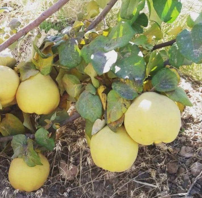 انواع روش های کاشت نهال