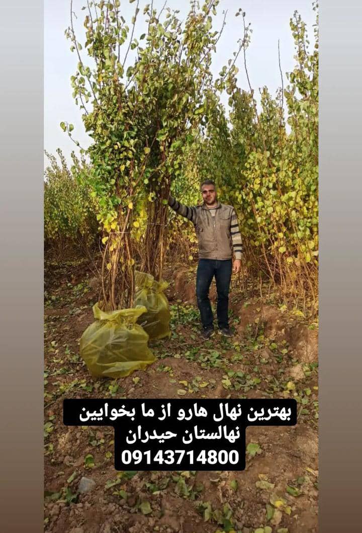 نهال های غیر مثمر