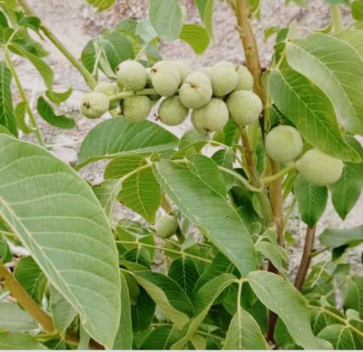 نهال های ریشه دار