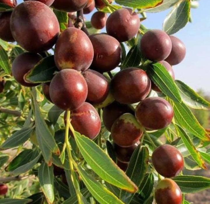 مزایای نهال های ریشه دار