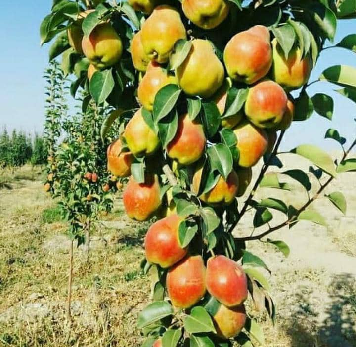 نهال های مثمر