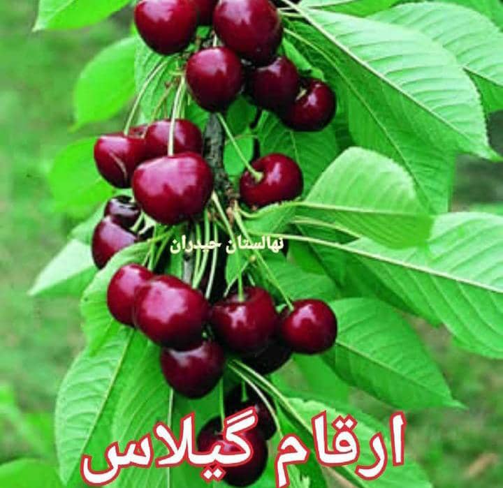 نهال گیلاس